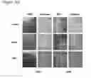 Fig. 09 - Adenovirus vaccine vector and methods of use