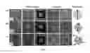 Fig. 04 - Polycrystalline ferroelectric or multiferroic oxide articles on biaxially textured substrates and methods for making same