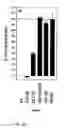 Fig. 06 - Vectors for molecule delivery to CD11b expressing cells