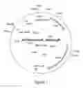 Fig. 02 - Process for the fermentative preparation of organic chemical compounds using Coryneform bacteria in which the sugR gene is present in attenuated form