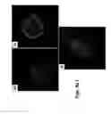 Fig. 07 - Methods of culturing cells in a medium comprising transforming growth factor beta 1 and basic fibroblast growth factor
