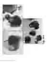 Fig. 08 - Methods of culturing cells in a medium comprising transforming growth factor beta 1 and basic fibroblast growth factor