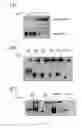 Fig. 03 - Method of using heparin binding motif for treating asthma
