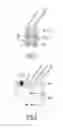 Fig. 02 - Polypeptides and nucleic acids for treating ErbB2-dependent cancers
