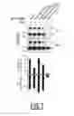 Fig. 05 - Polypeptides and nucleic acids for treating ErbB2-dependent cancers