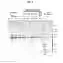 Fig. 03 - Recombinant human Alpha1-antitrypsin