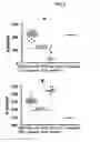 Fig. 06 - Recombinant human Alpha1-antitrypsin