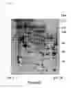 Fig. 02 - Method of regulating the expression level of survival of motor neuron 1