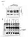 Fig. 08 - Method of regulating the expression level of survival of motor neuron 1