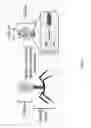 Fig. 02 - Bacteriophage T4 Nanoparticles for Eukaryotic Delivery