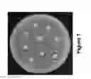 Fig. 08 - Rosin-derived cationic compounds and polymers along with their methods of preparation
