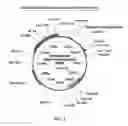Fig. 02 - GLARGINE PROINSULIN AND METHODS OF PRODUCING GLARGINE INSULIN ANALOGS THEREFROM