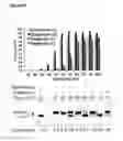 Fig. 07 - High stability streptavidin mutant proteins