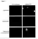 Fig. 08 - High stability streptavidin mutant proteins