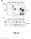 Fig. 28 - COMPOSITIONS AND METHODS FOR MODULATING LYMPHOCYTE ACTIVITY