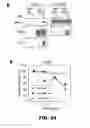 Fig. 32 - COMPOSITIONS AND METHODS FOR MODULATING LYMPHOCYTE ACTIVITY