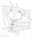 Fig. 01 - Compressive Device for Percutaneous Treatment of Obesity