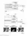 Fig. 02 - Processing of image