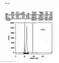 Fig. 09 - Tetraaza macrocyclic compound, preparation method thereof and use thereof