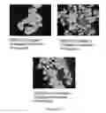 Fig. 197 - Microcarriers for Stem Cell Culture