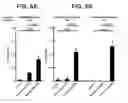 Fig. 08 - NUCLEIC ACID SEQUENCES ENCODING EXPANDABLE HIV MOSAIC PROTEINS