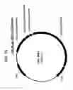 Fig. 22 - NUCLEIC ACID SEQUENCES ENCODING EXPANDABLE HIV MOSAIC PROTEINS