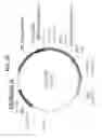 Fig. 43 - NUCLEIC ACID SEQUENCES ENCODING EXPANDABLE HIV MOSAIC PROTEINS