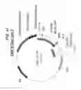 Fig. 45 - NUCLEIC ACID SEQUENCES ENCODING EXPANDABLE HIV MOSAIC PROTEINS