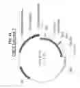 Fig. 49 - NUCLEIC ACID SEQUENCES ENCODING EXPANDABLE HIV MOSAIC PROTEINS