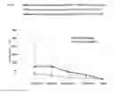 Fig. 10 - Process for producing influenza vaccine