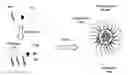 Fig. 01 - Polymer conjugated protein micelles