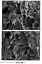 Fig. 06 - Fast dissolving solid dosage form