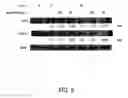 Fig. 15 - ANTI-NEOPLASTIC COMPOSITIONS COMPRISING EXTRACTS OF BLACK COHOSH