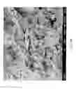 Fig. 06 - Co-curable, conductive surfacing films for lightning strike and electromagnetic interference shielding of thermoset composite materials