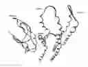 Fig. 01 - Bacterial ATP synthase binding domain