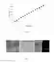 Fig. 09 - MECHANICAL STRETCHING DEVICE
