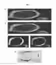 Fig. 06 - Method for obtaining structural and functional information on proteins, based on polarization fluorescence microscopy