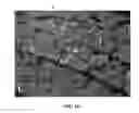 Fig. 04 - Modulating neuromuscular junction density changes in botulinum-toxin treated tissue