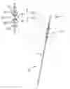 Fig. 01 - Sacral neuromodulator