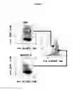 Fig. 02 - Method for inducing cell death in acute lymphoblastic leukemic system cells