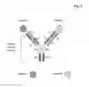 Fig. 03 - Bivalent, bispecific antibodies