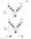 Fig. 04 - Bivalent, bispecific antibodies