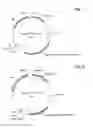 Fig. 07 - Bivalent, bispecific antibodies