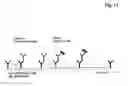 Fig. 09 - Bivalent, bispecific antibodies