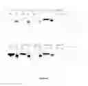Fig. 06 - VIRAL POLYPEPTIDES AND METHODS