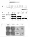 Fig. 08 - Biofilm inhibiting composition