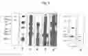 Fig. 07 - SEBOCYTES, SEBOCYTE CELL LINES AND APPLICATIONS THEREOF