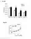 Fig. 16 - HETEROARYL BENZAMIDES, COMPOSITIONS AND METHODS OF USE