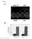 Fig. 02 - Plant having enhanced resistance to environmental stress