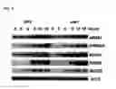 Fig. 05 - Plant having enhanced resistance to environmental stress